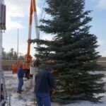 Check out the HUGE blue spruce at the tree lighting tomorrow!