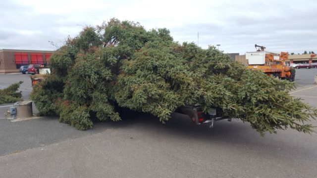 The tree will be set up at between Applebee's and Aspen Dental.