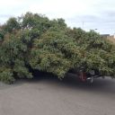 The tree will be set up at between Applebee's and Aspen Dental.